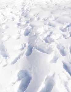 Footprints in the Snow