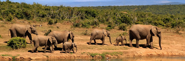elephants walking through the bush