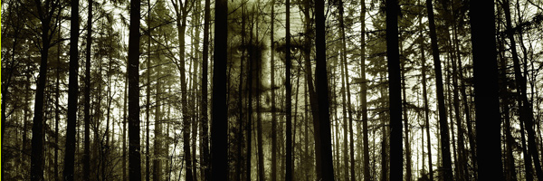 Face in the trees