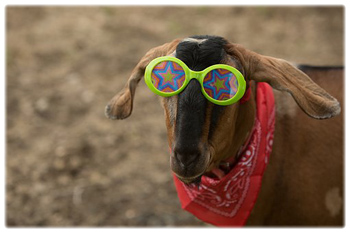 Funny Goat with Glasses